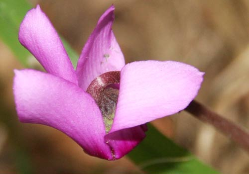 Cyclamen