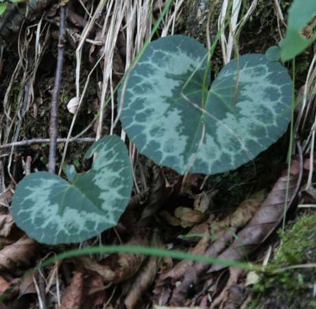 Cyclamen