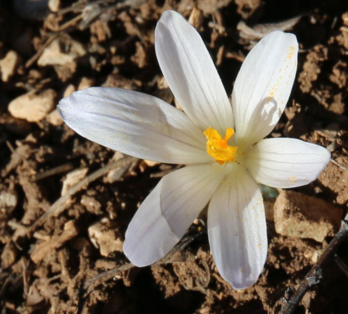 crocus du printemps