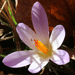 Crocus de Tommasini 