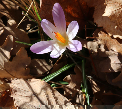 crocus de Tommasini crocus de Tommasini