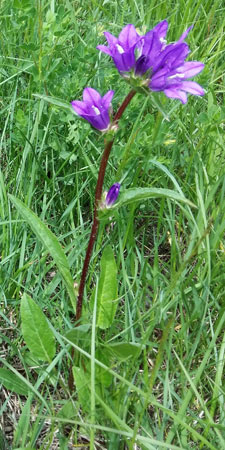 Campanule cervicaire