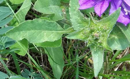 Campanule cervicaire Campanule cervicaire