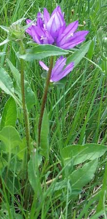 Campanule cervicaire