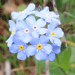 Myosotis alpestre