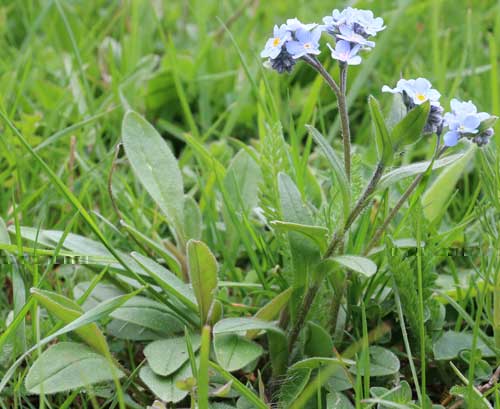 Myosotis alpestre