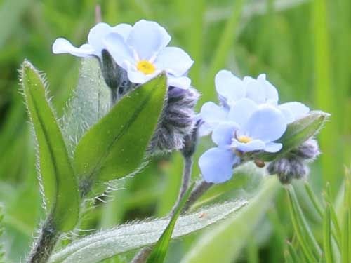 Myosotis alpestre