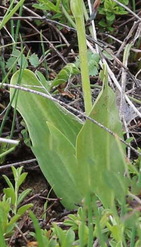 Platanthre  deux feuilles