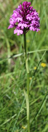 Orchis pyramidal