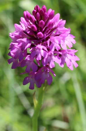 Orchis pyramidal