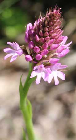 Orchis pyramidal