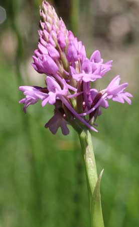 Orchis pyramidal