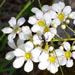 saxifrage