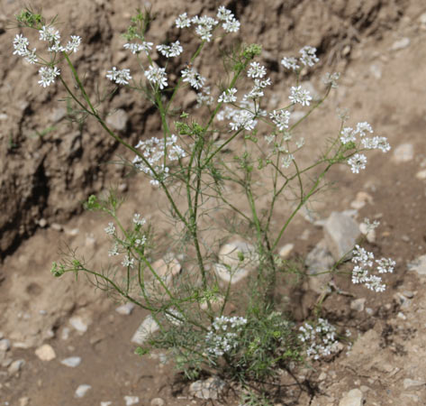 Bifora rayonnant