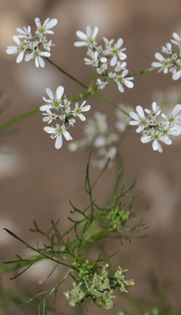 Bifora rayonnant