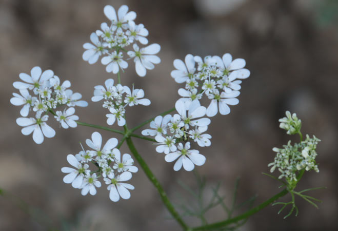 Bifora rayonnant