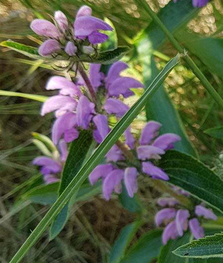 herbe au vent