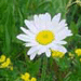 marguerite commune