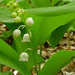 muguet