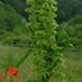 rumex crpu