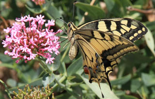 machaon