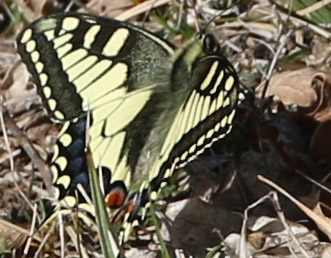 machaon