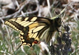 machaon