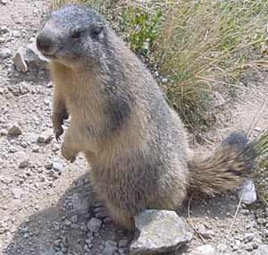 Marmotte