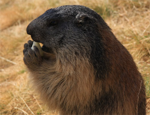 Marmotte