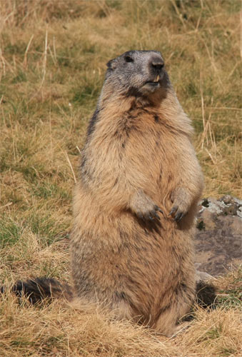 Marmotte