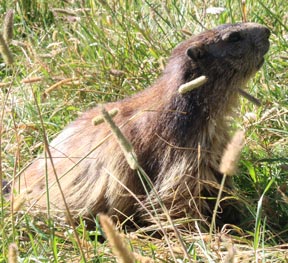 Marmotte