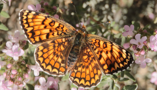 papillon