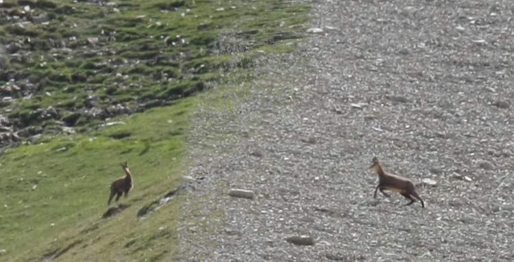 dvoluy Cornes et Crtes de l'ne