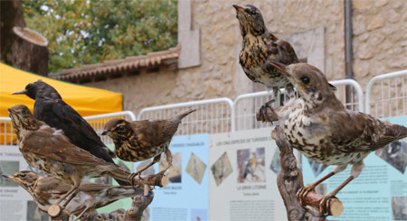 foire  la châtaigne